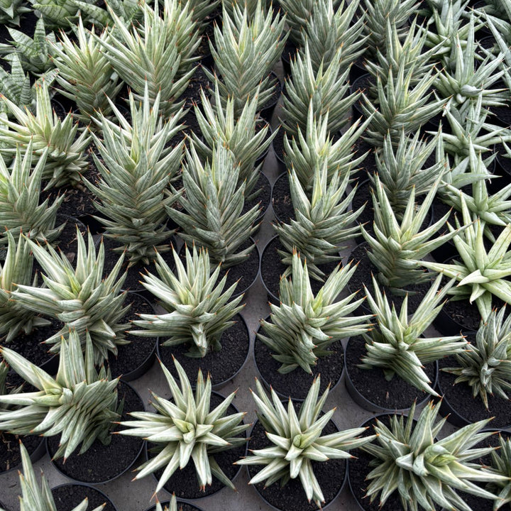 Sansevieria francisi variegated white