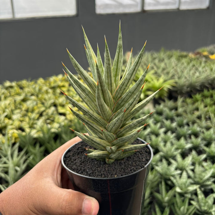 Sansevieria francisi variegated white