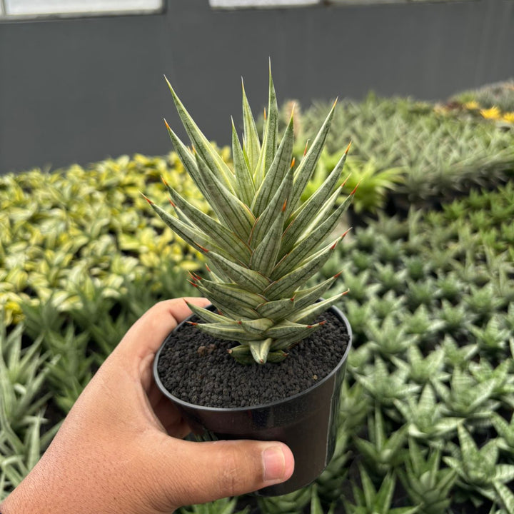 Sansevieria francisi variegated white