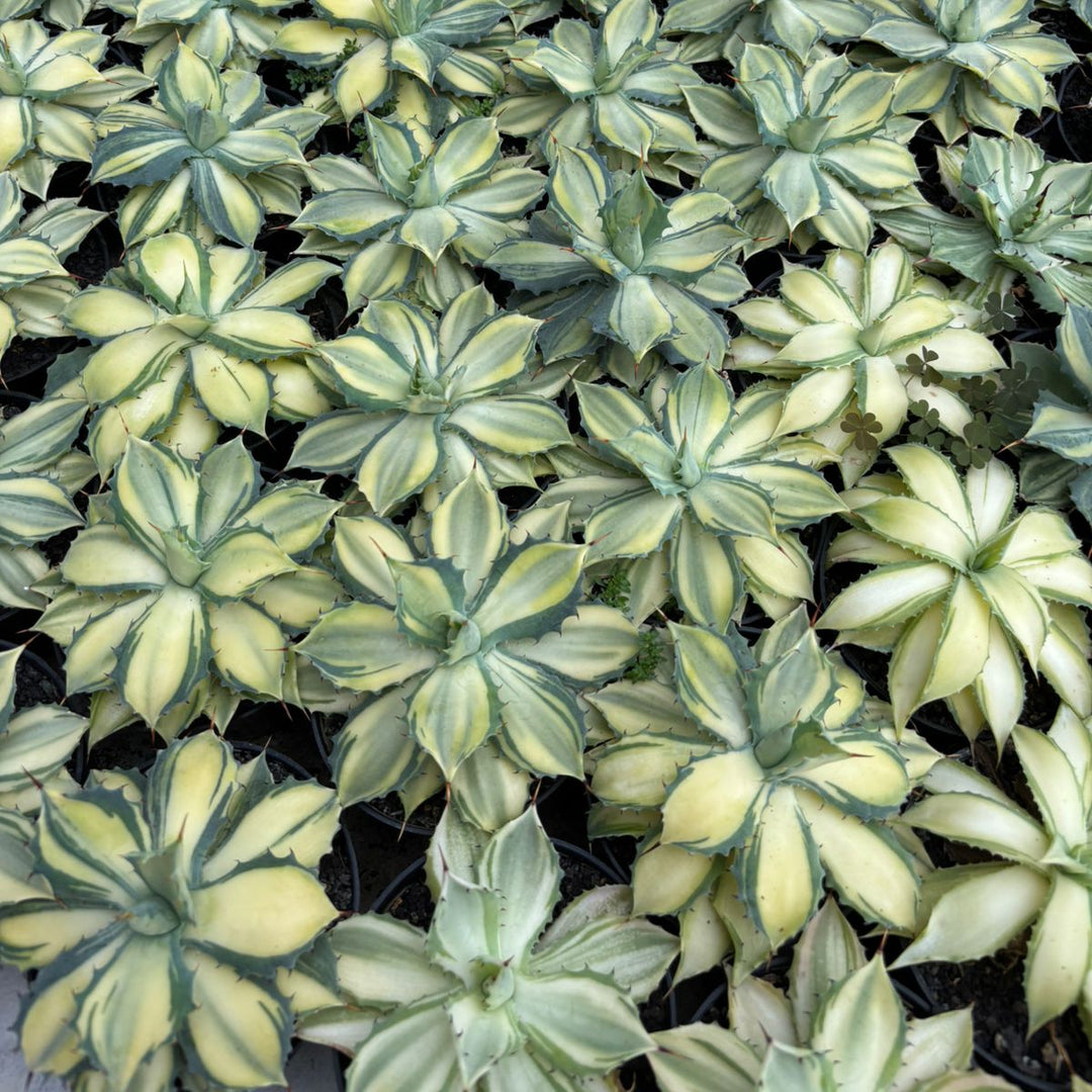 Agave Istimensis Variegated