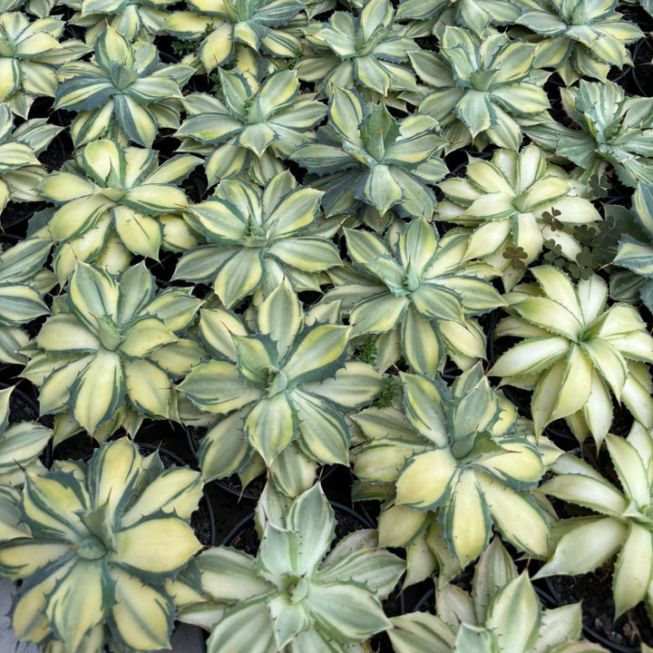 Agave Istimensis Variegated