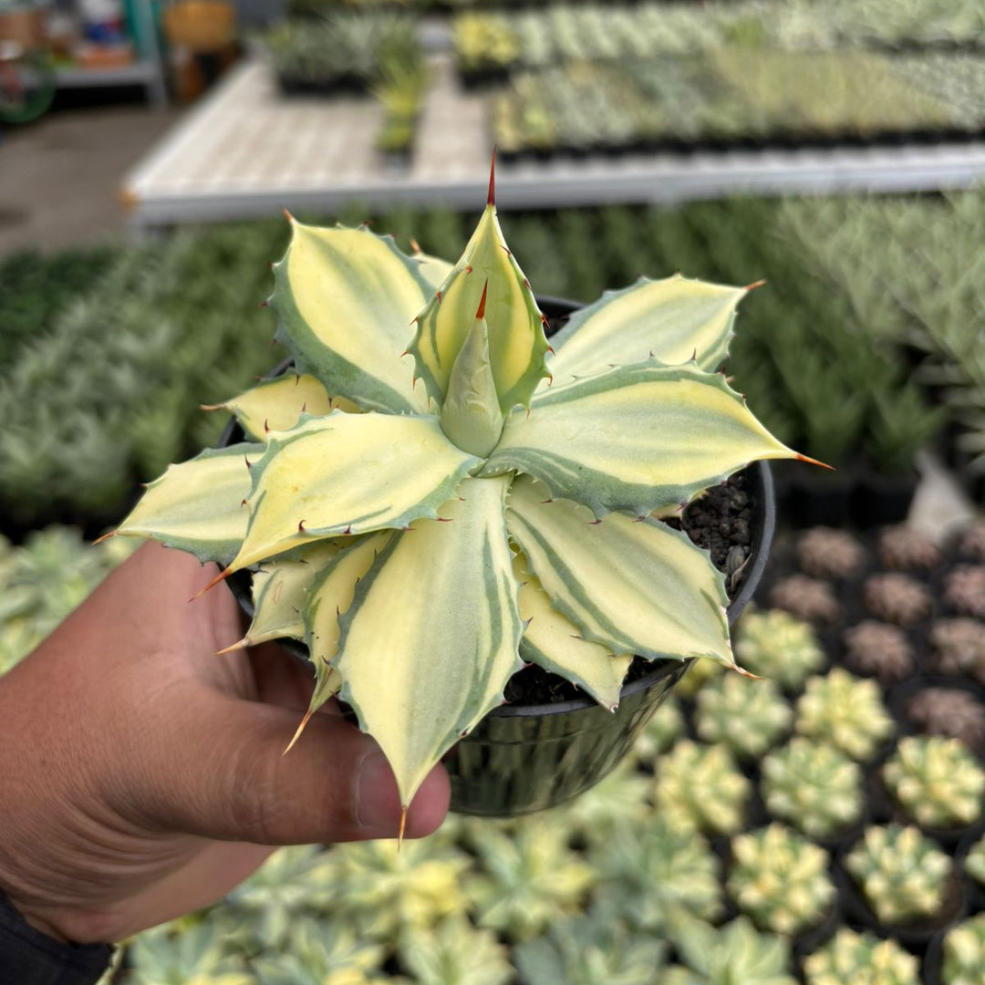 Agave Istimensis Variegated