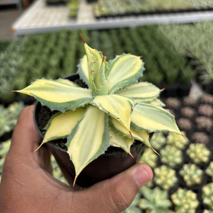 Agave Istimensis Variegated
