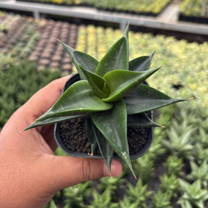 Sansevieria ghozila