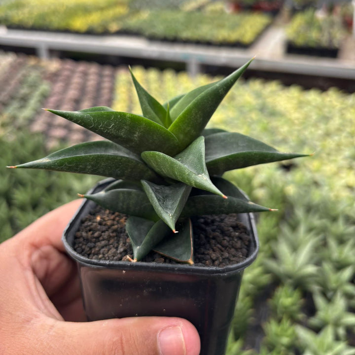 Sansevieria ghozila