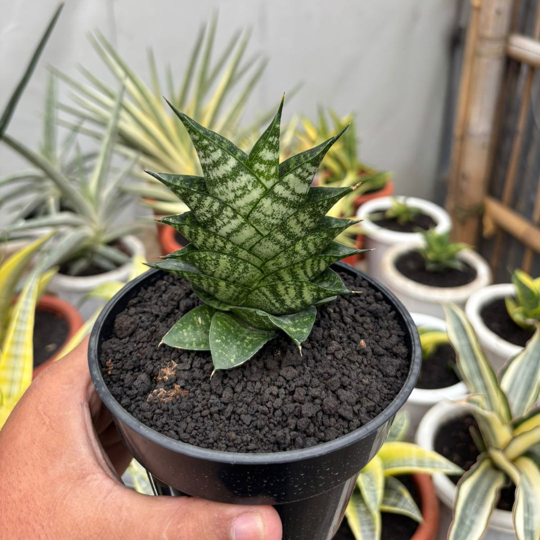 Sansevieria Aris Boncel