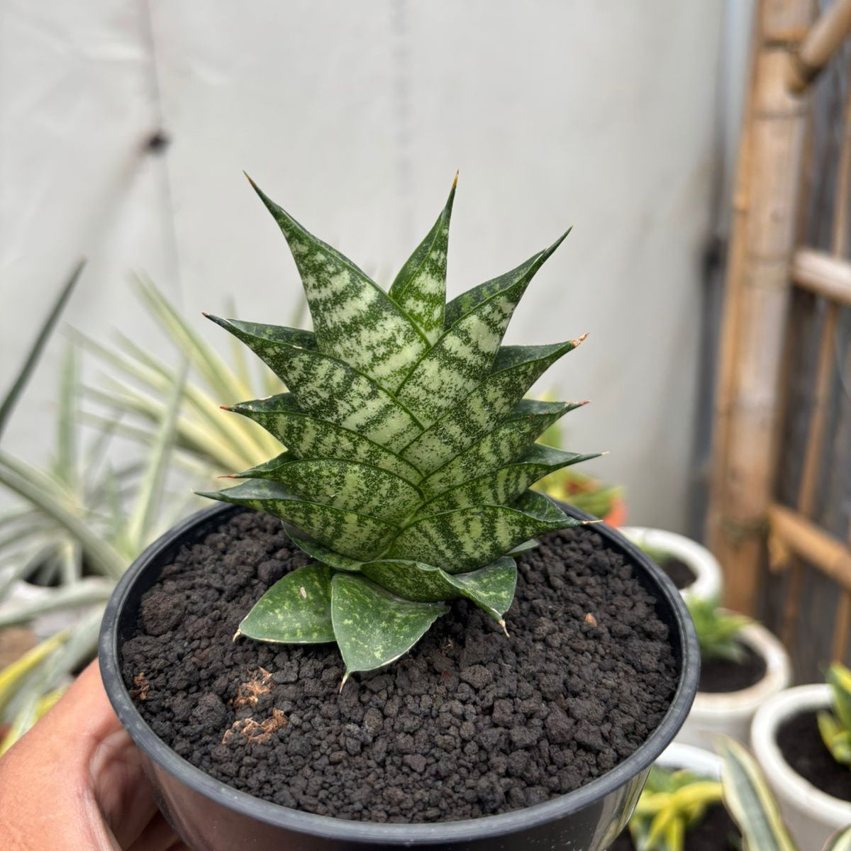 Sansevieria Aris Boncel – Succulentasia