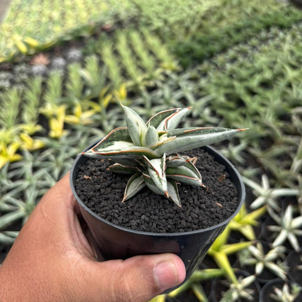 sansevieria mediopicta Sansevieria Silverclone mediopicta