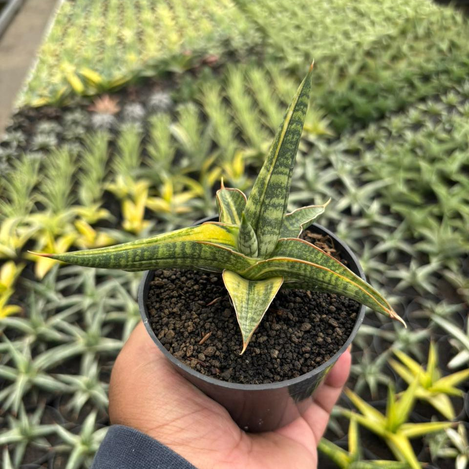 Sansevieria Bella Black Variegated