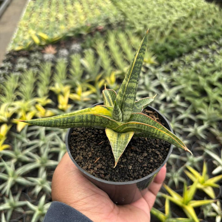 Sansevieria Bella Black Variegated