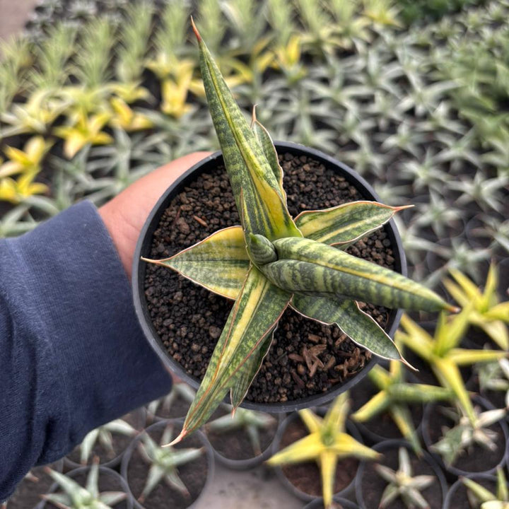Sansevieria Bella Black Variegated