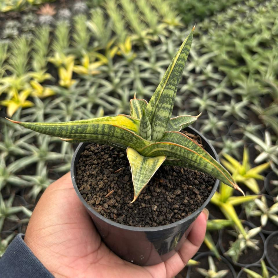 Sansevieria Bella Black Variegated