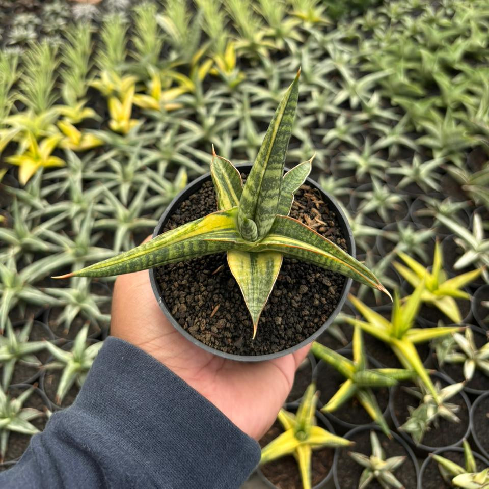 sansevieria bella black Sansevieria Bella Black Variegated