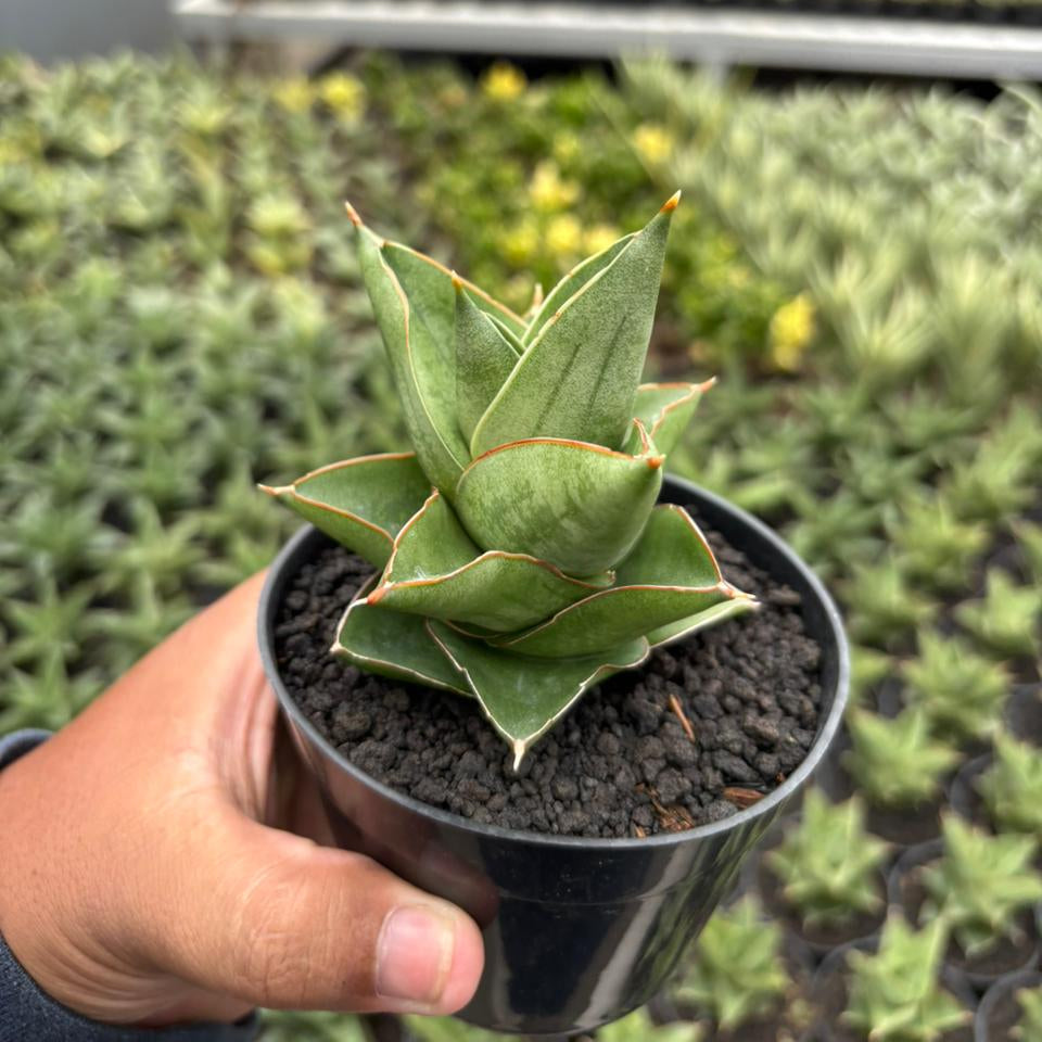 Sansevieria Maryam