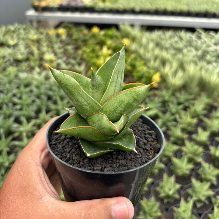 Sansevieria Maryam