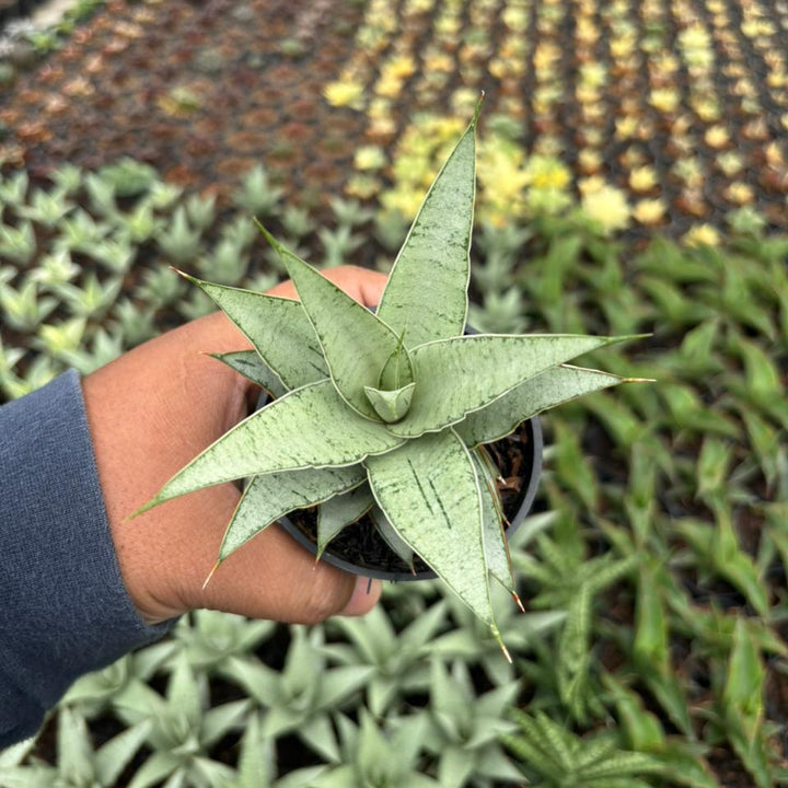 Sansevieria Sweet Love
