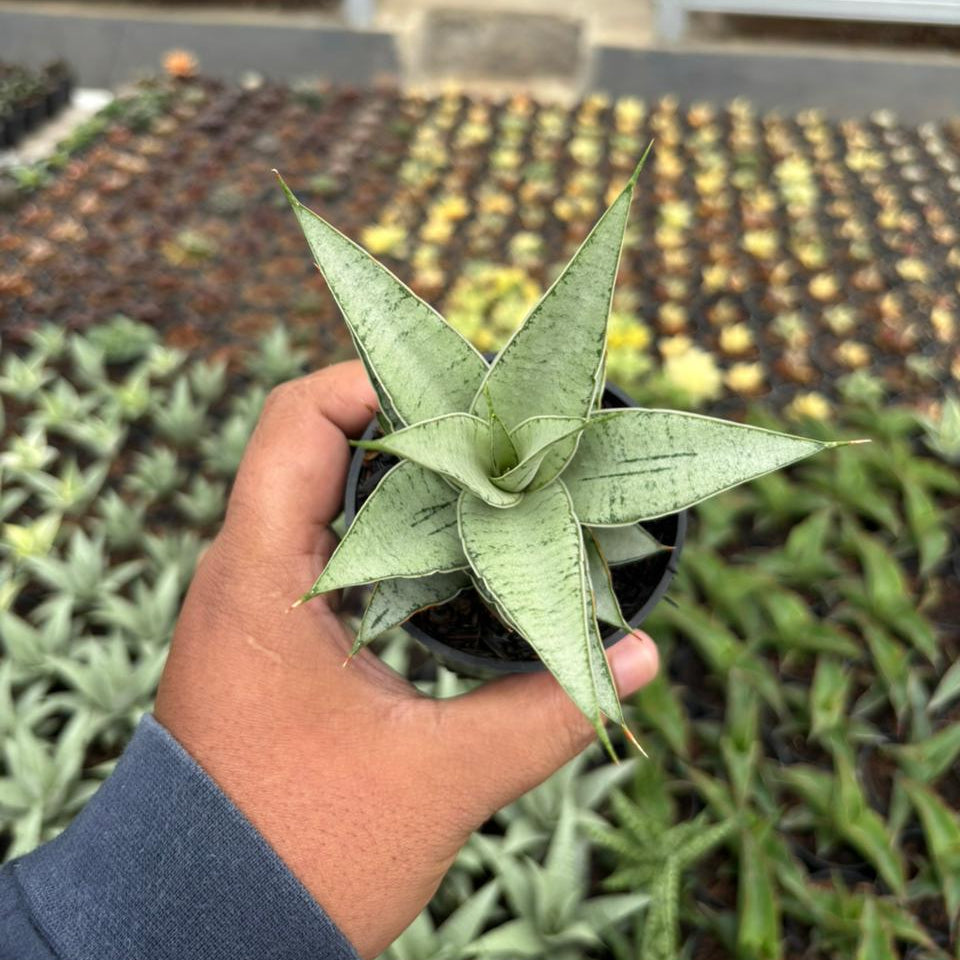 Sansevieria Sweet Love