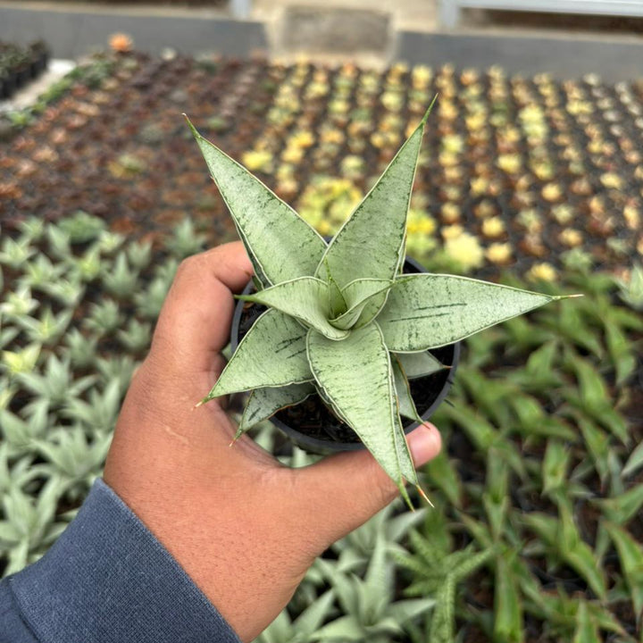 Sansevieria Sweet Love