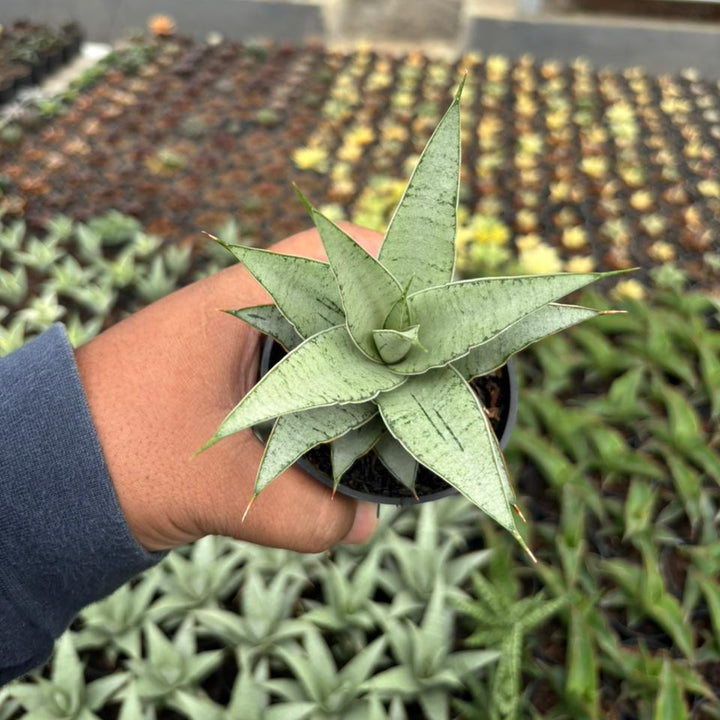 Sansevieria Sweet Love