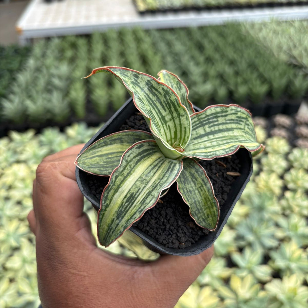 Sansevieria Cleopatra variegated