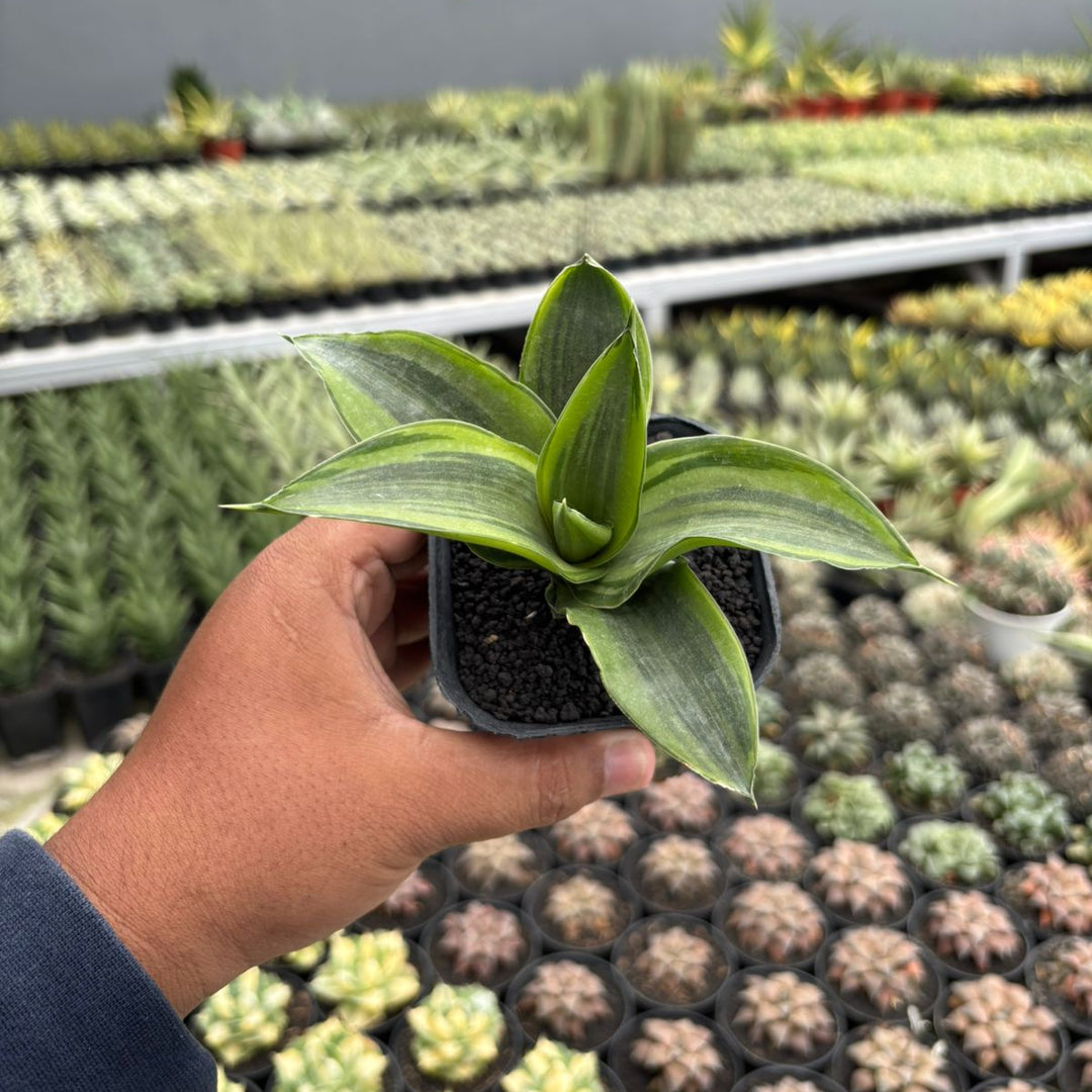 Sansevieria celomita three colors