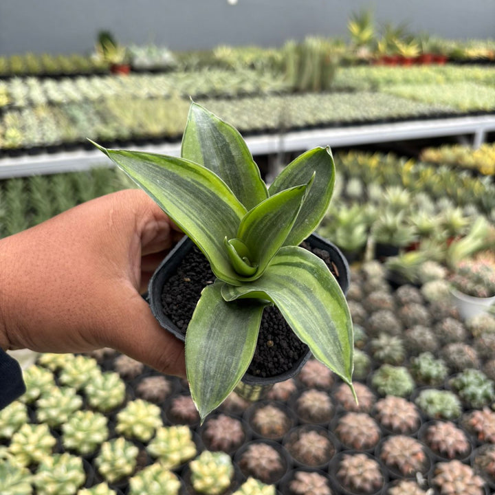 Sansevieria celomita three colors
