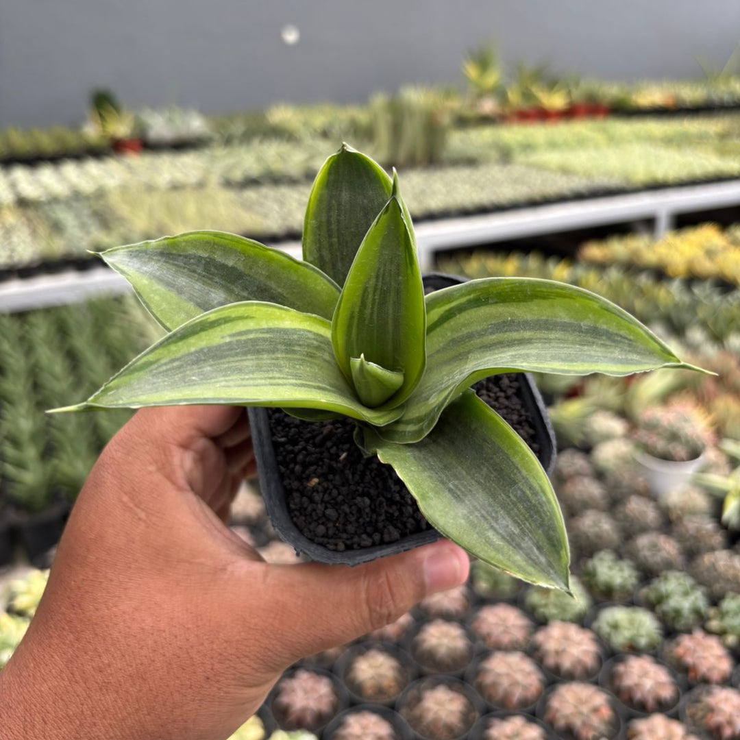 Sansevieria celomita three colors