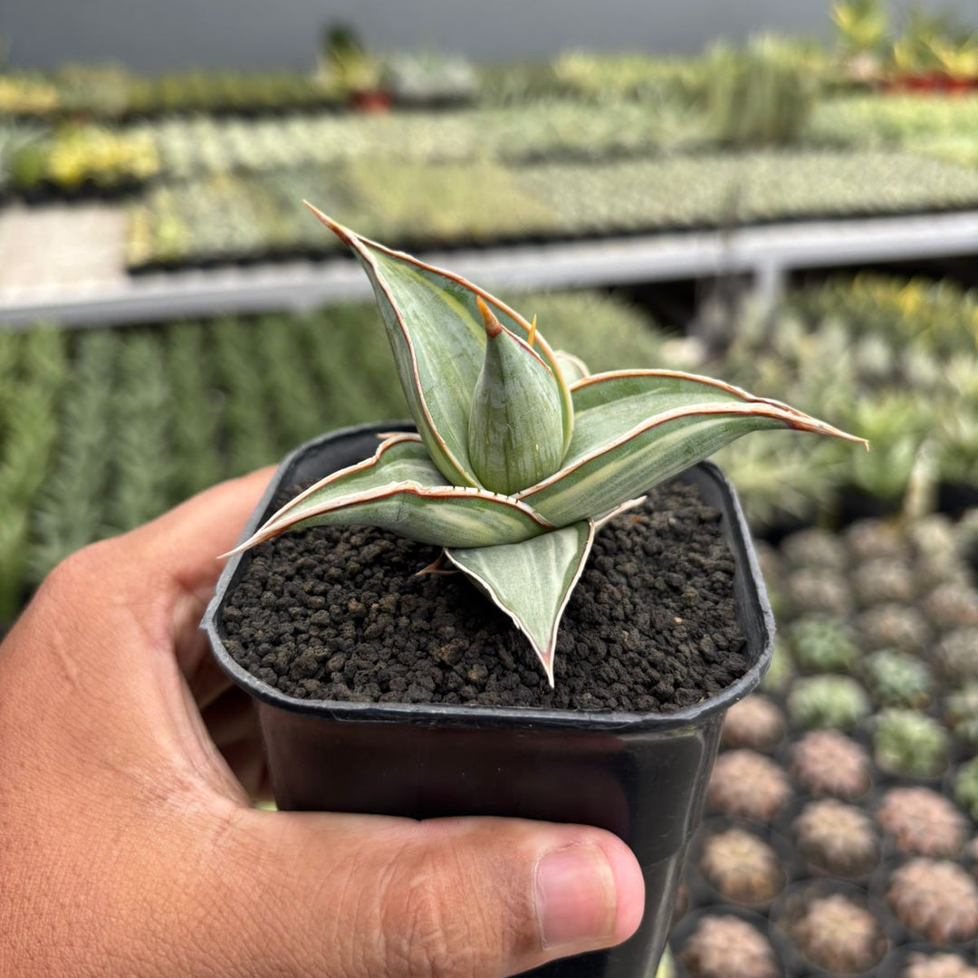 Sansevieria Pingui Embos variegated
