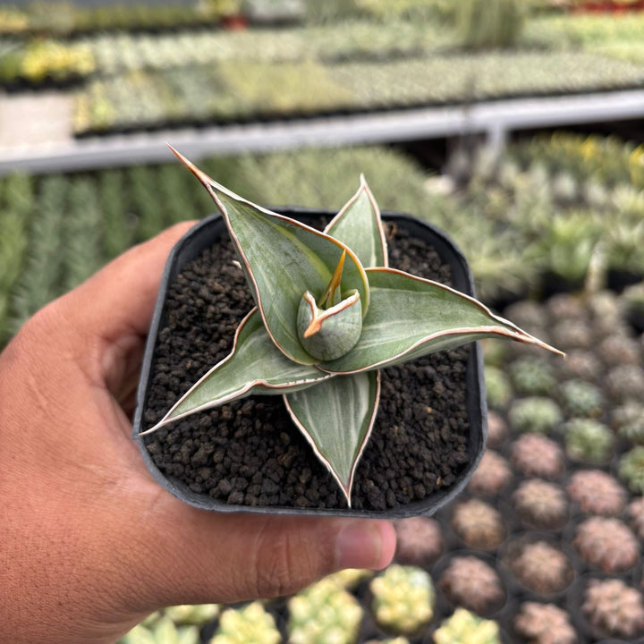 Sansevieria Pingui Embos variegated
