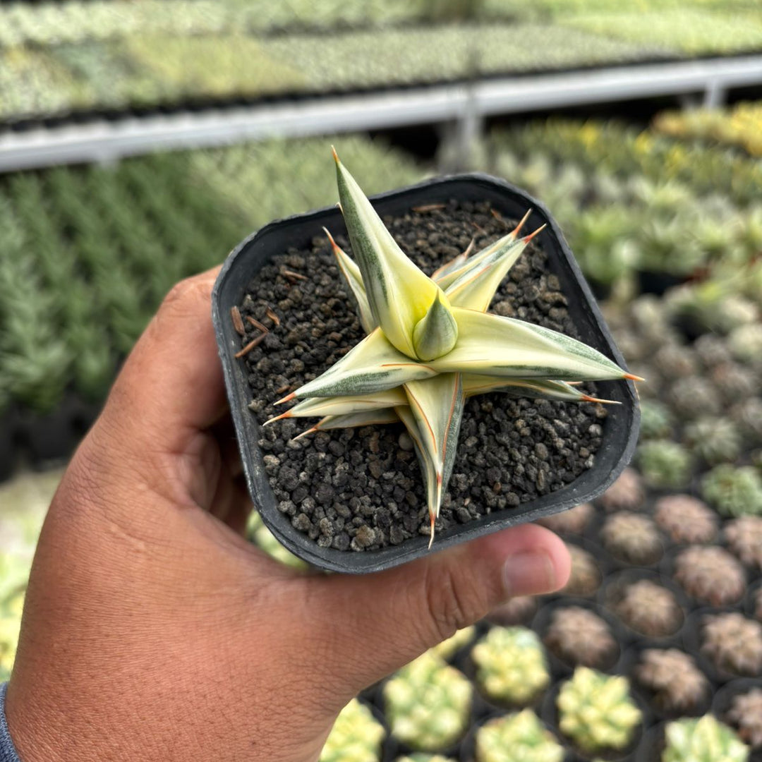 Sansevieria balii bintang variegated white