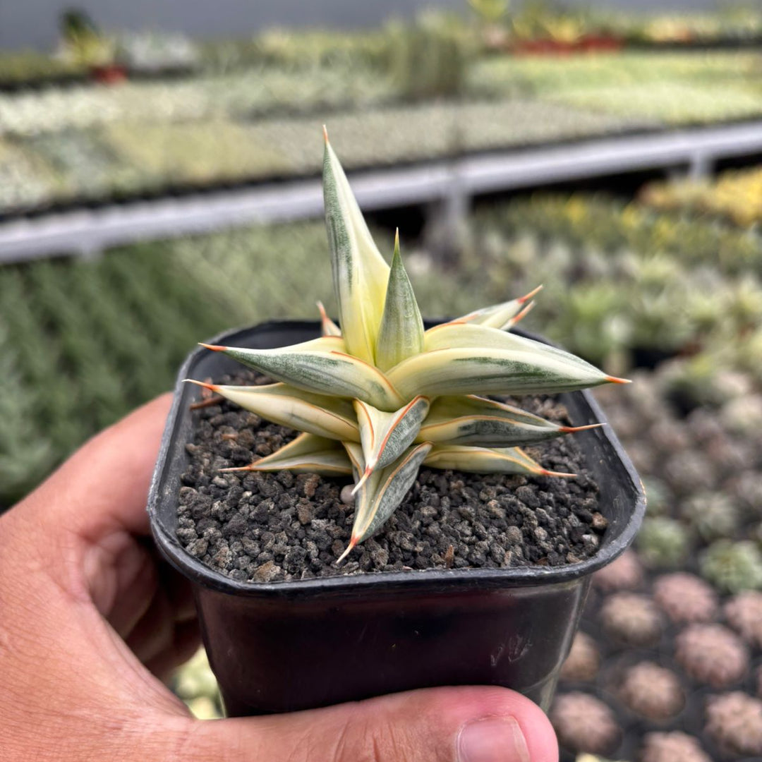 Sansevieria balii bintang variegated white