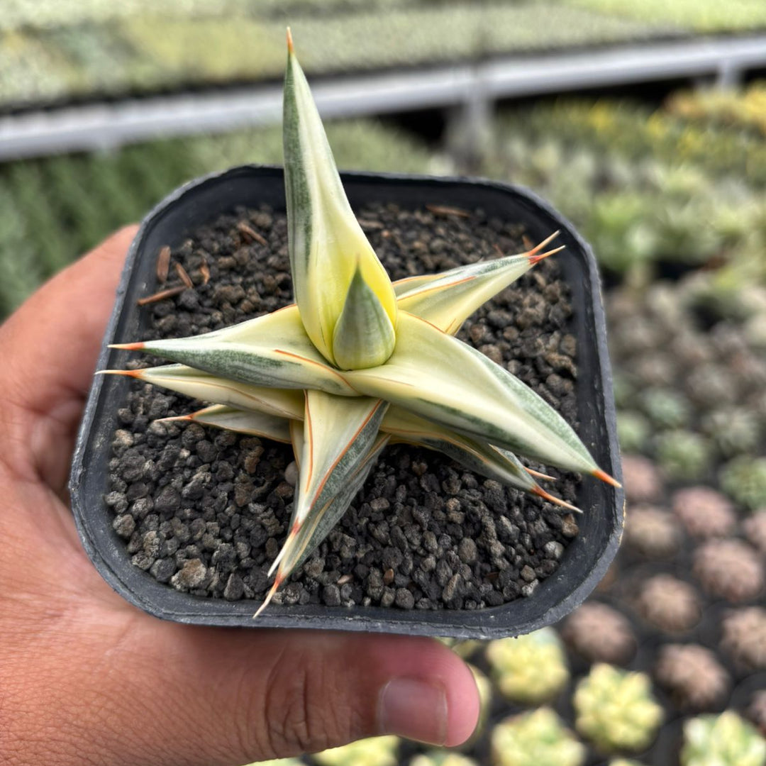 Sansevieria balii bintang variegated white