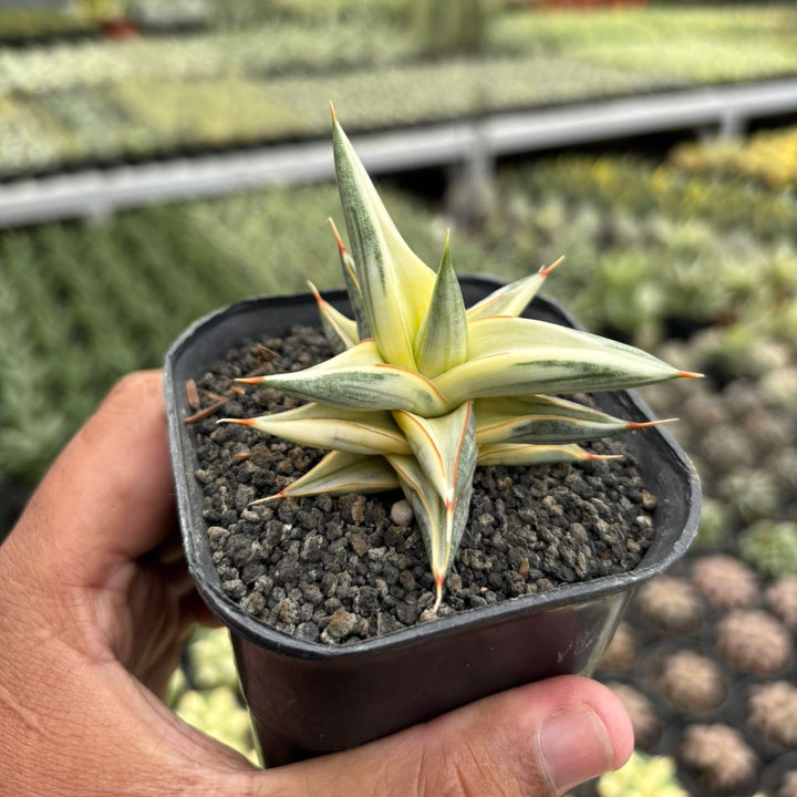 Sansevieria balii bintang variegated white