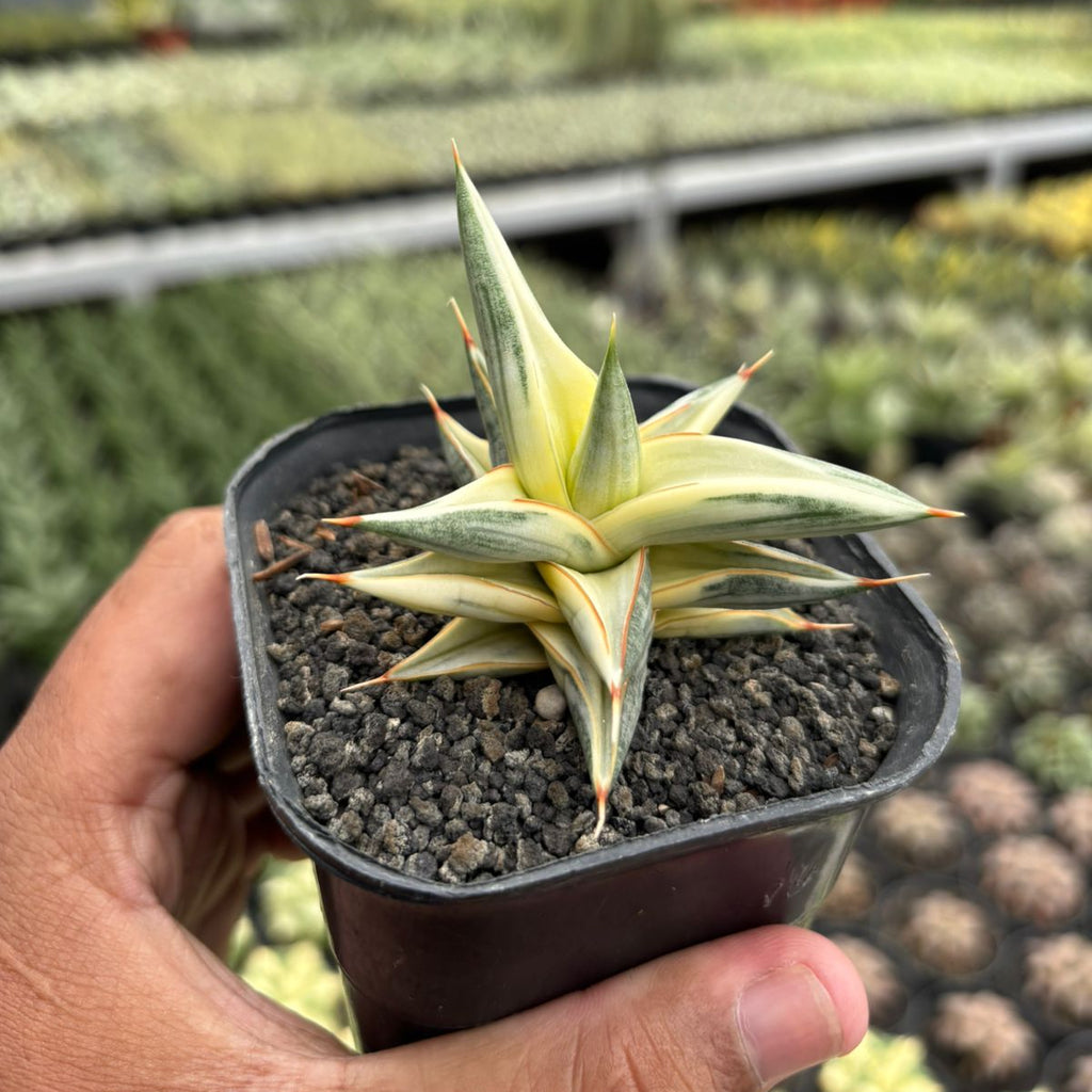 Sansevieria balii bintang variegated white – Succulentasia