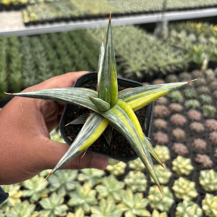 Sansevieria All Night Star Three Colors