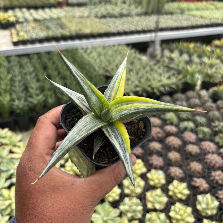 Sansevieria All Night Star Three Colors