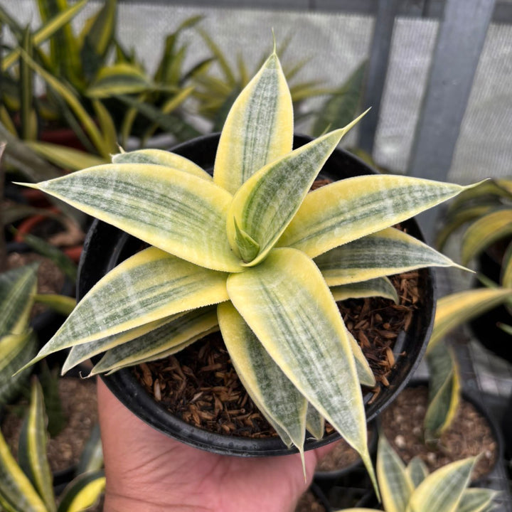 Sansevieria  Ngalembono Variegated