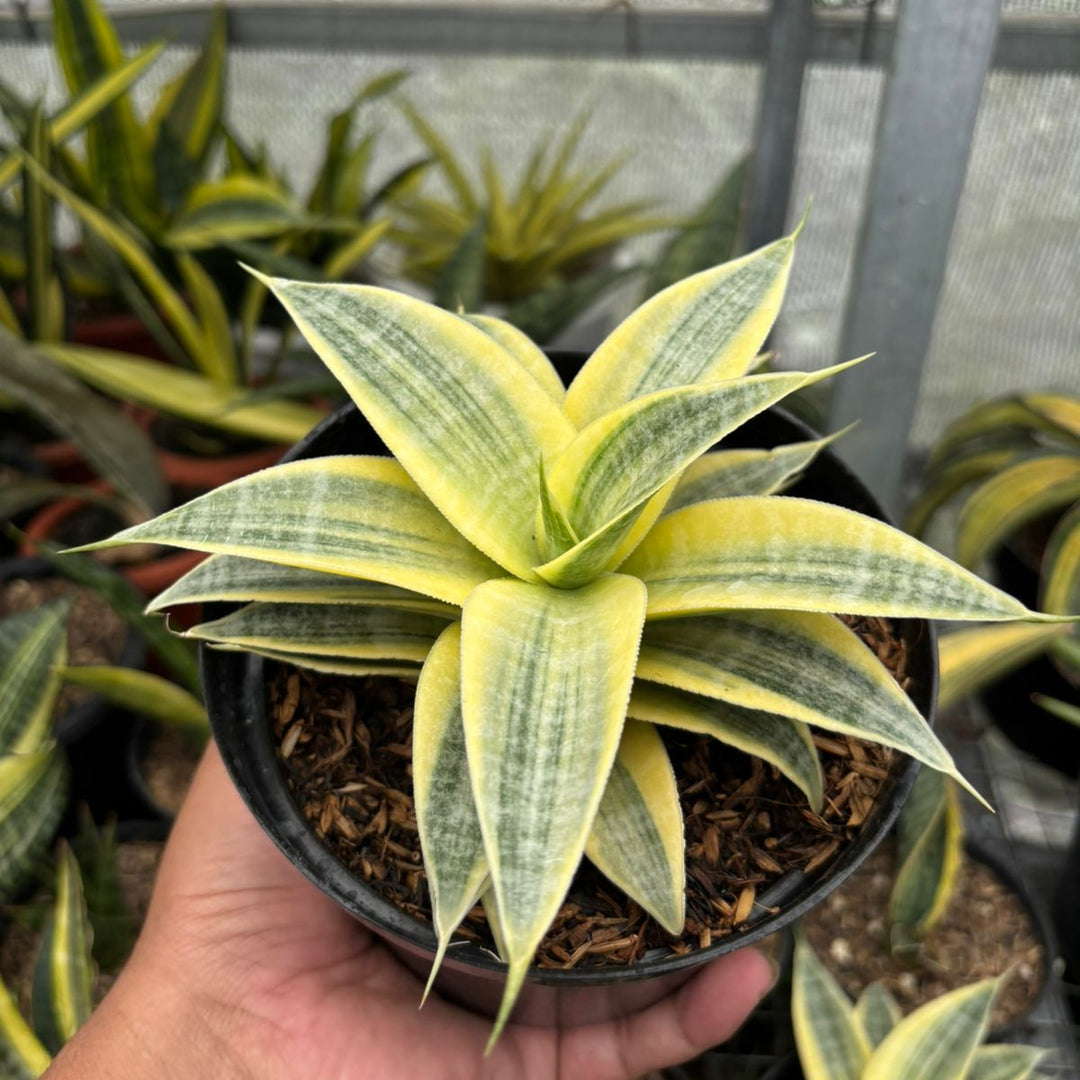 Sansevieria  Ngalembono Variegated