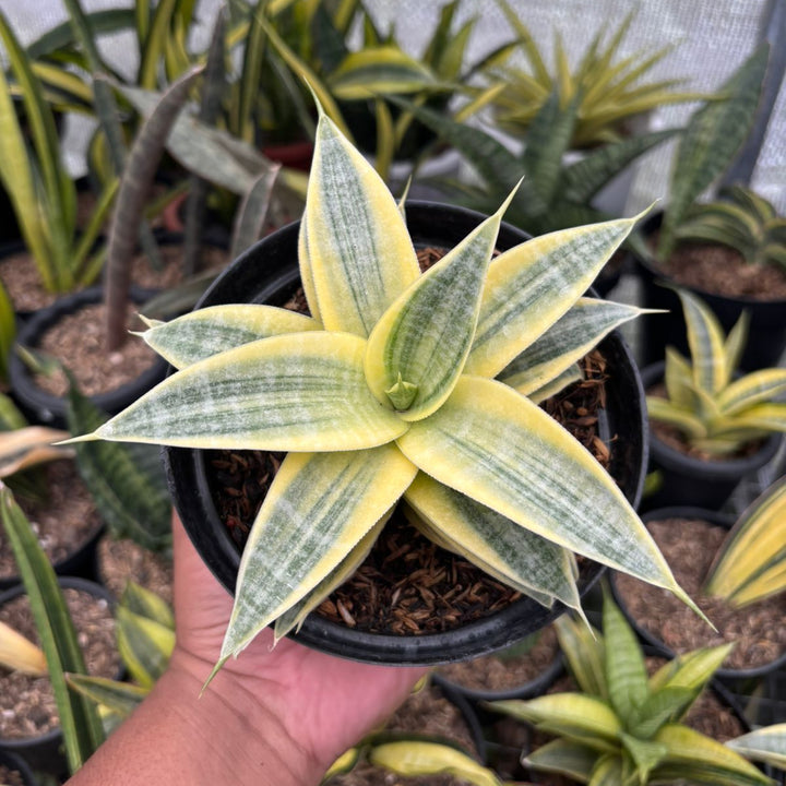 Sansevieria  Ngalembono Variegated