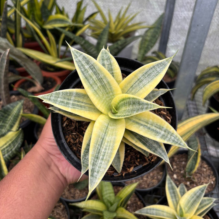 Sansevieria  Ngalembono Variegated
