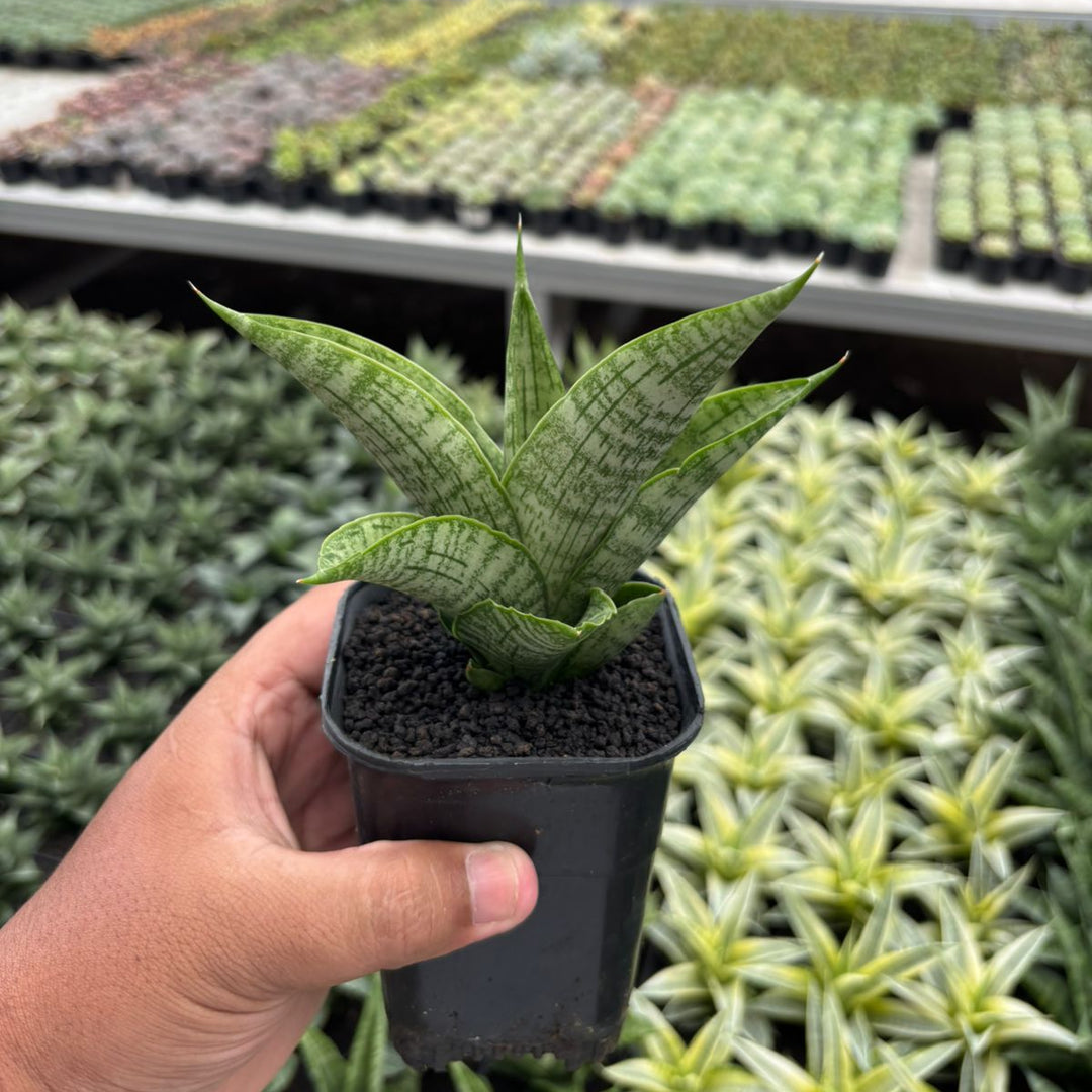 Sansevieria legacy
