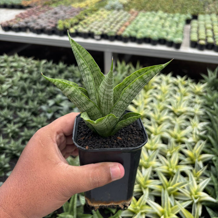 Sansevieria legacy