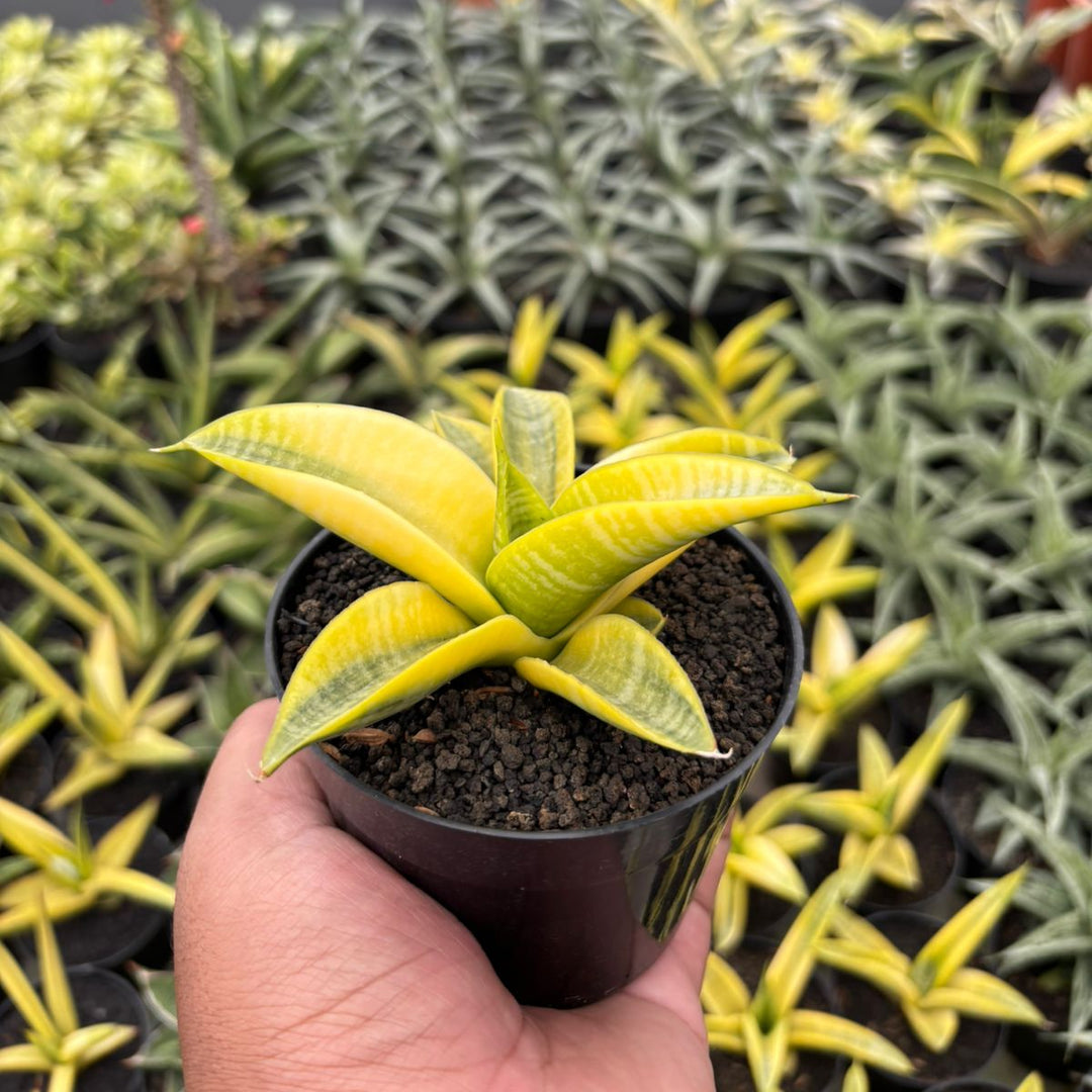 Sansevieria Marsha Anjani Yellow