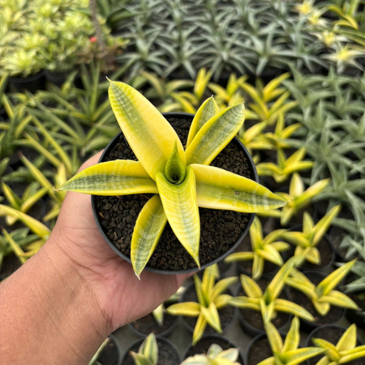 Sansevieria Marsha Anjani Yellow
