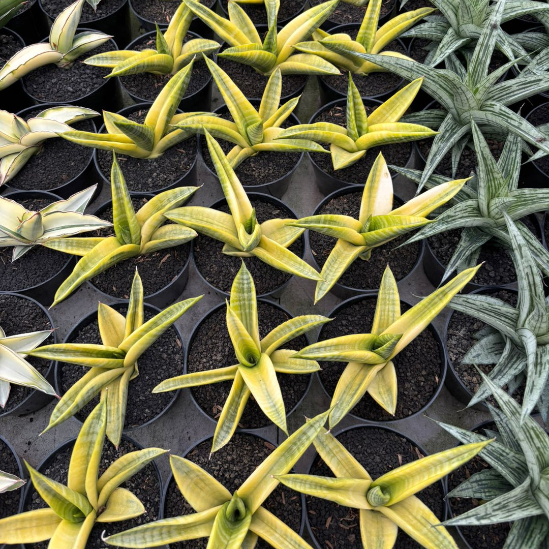 Sansevieria Marsha Anjani Yellow