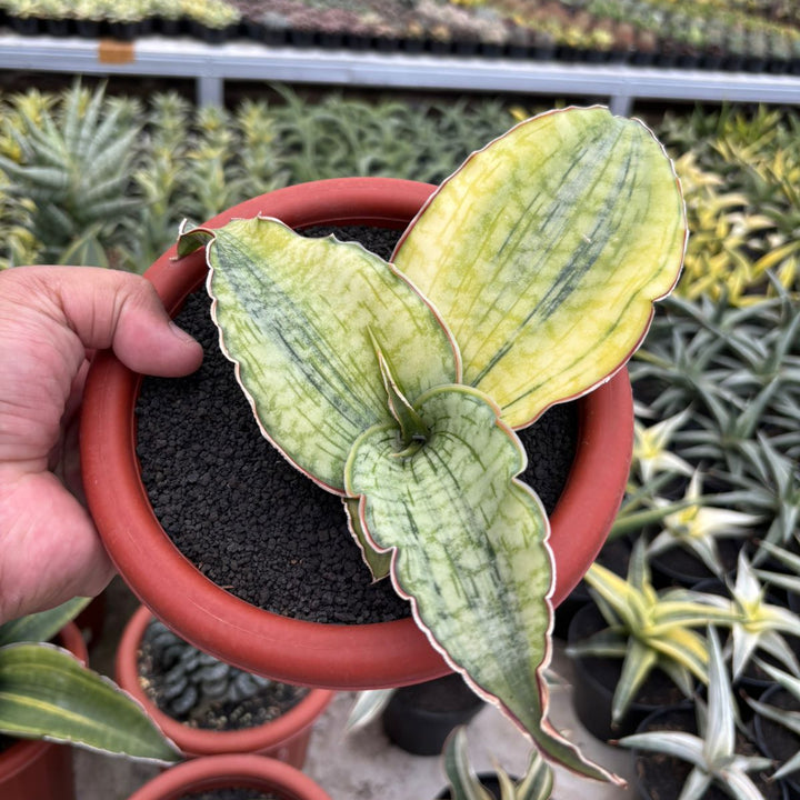 Sansevieria Silver Blue Variegated