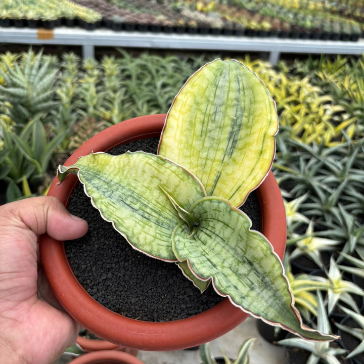 Sansevieria Silver Blue Variegated