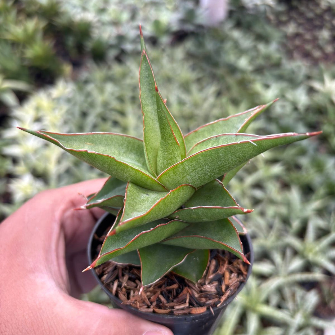 Sansevieria Luna