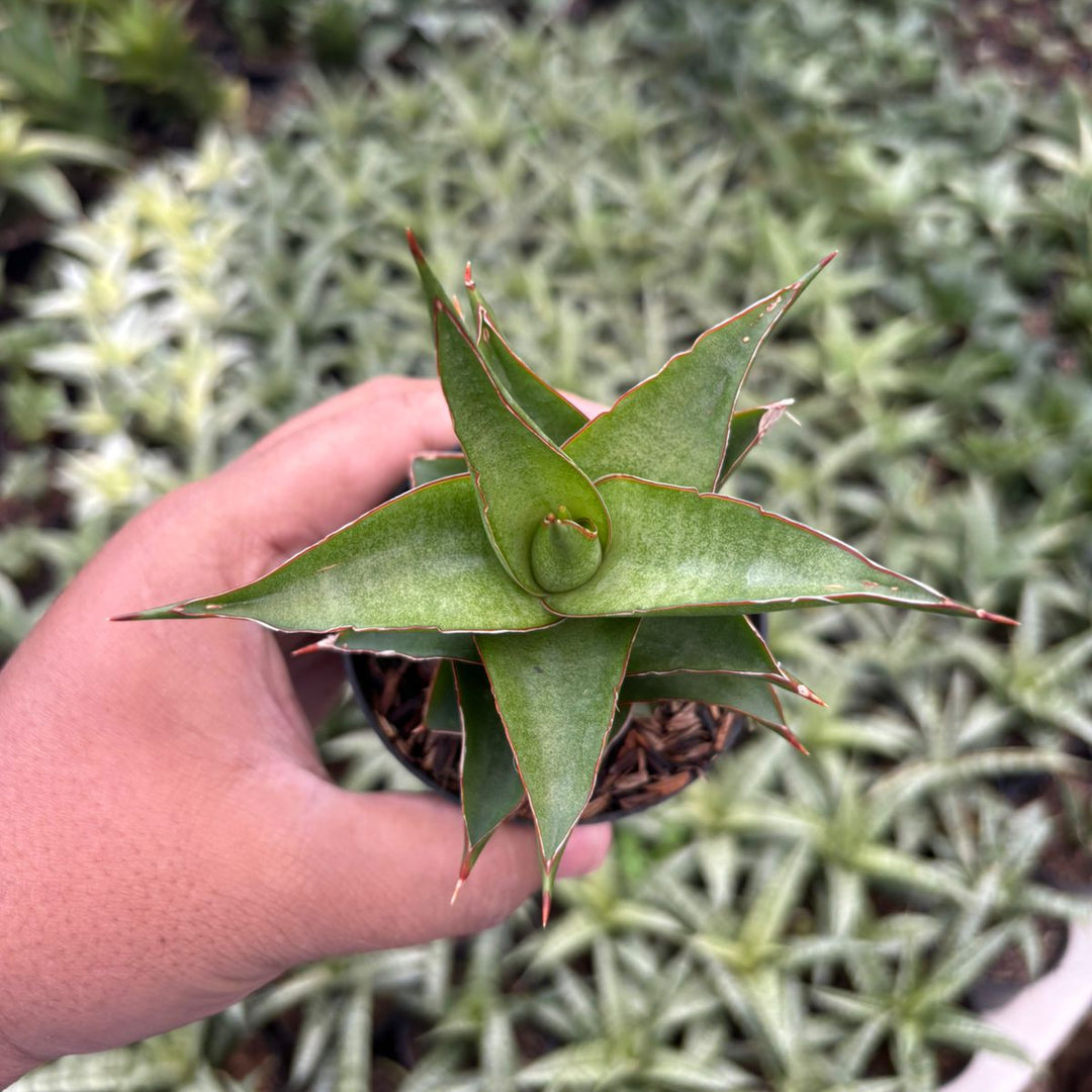 Sansevieria Luna