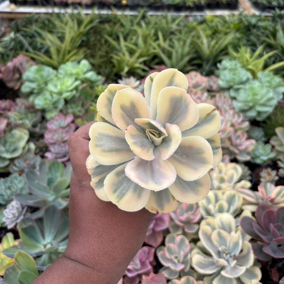 Echeveria white angle